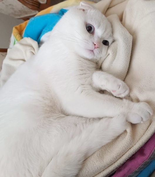 Scottish Fold, Kedi Oscar fotoğrafı