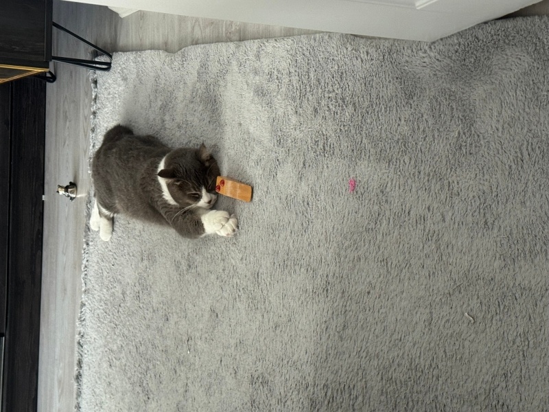 British Shorthair, Kedi Simba fotoğrafı