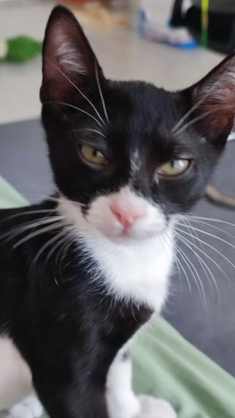 Tuxedo (Smokin) Kedi, Kedi Luca Notte fotoğrafı