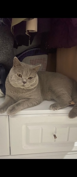 British Shorthair, Kedi Mango fotoğrafı