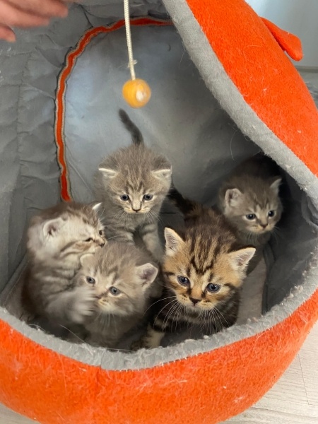 British Shorthair, Kedi Mango fotoğrafı