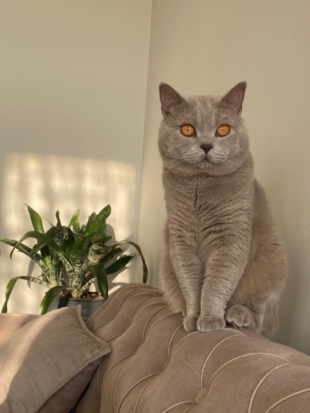 British Shorthair, Kedi Mango fotoğrafı
