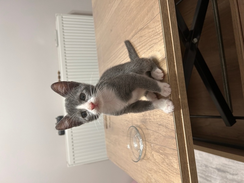 Tekir Kedi, Kedi  Luna fotoğrafı