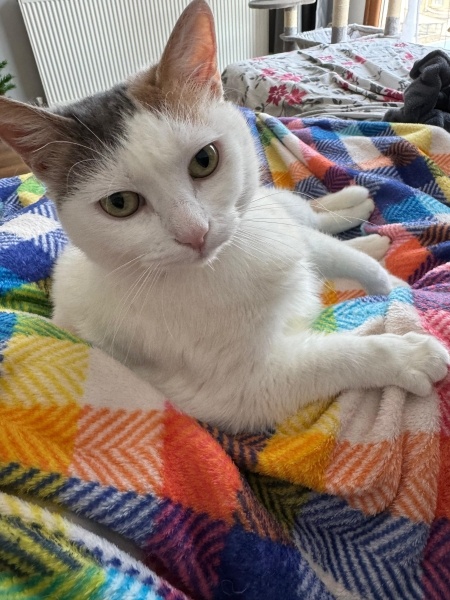 Tekir Kedi, Kedi Joffrey fotoğrafı