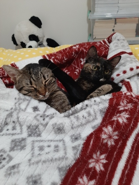 Tekir Kedi, Kedi  Hira fotoğrafı