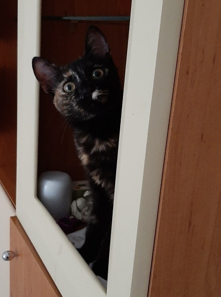 Tekir Kedi, Kedi  Karamel fotoğrafı