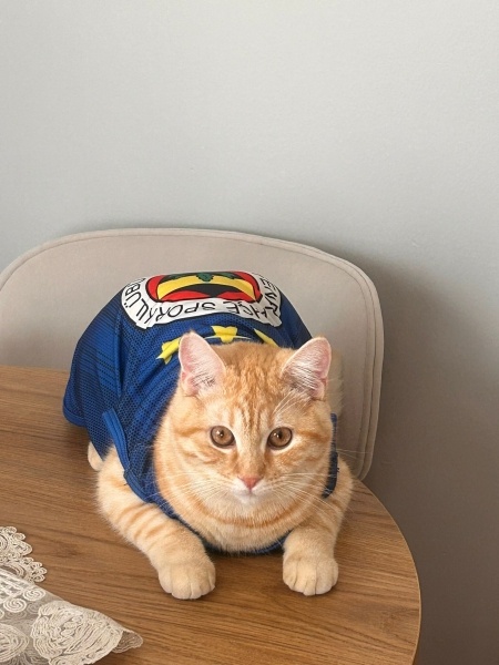 Tekir Kedi, Kedi Ares fotoğrafı