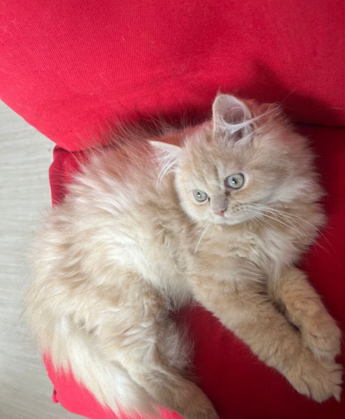 İran Kedisi (Persian), Kedi  Balım fotoğrafı