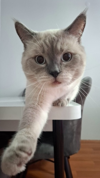 Exotic Shorthair, Kedi Leo fotoğrafı