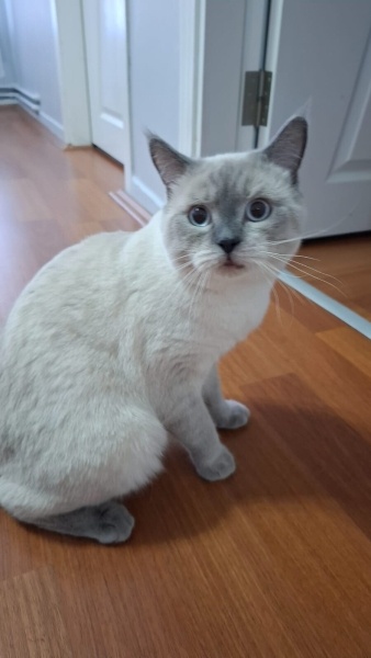 Exotic Shorthair, Kedi Leo fotoğrafı