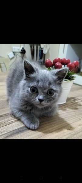 British Shorthair, Kedi Oscar fotoğrafı