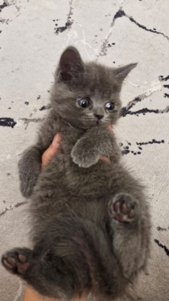 British Shorthair, Kedi isimsizdir fotoğrafı