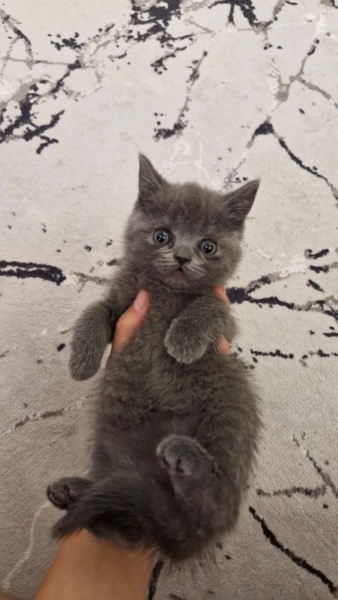 British Shorthair, Kedi isimsizdir fotoğrafı