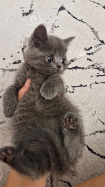 British Shorthair, Kedi isimsizdir fotoğrafı
