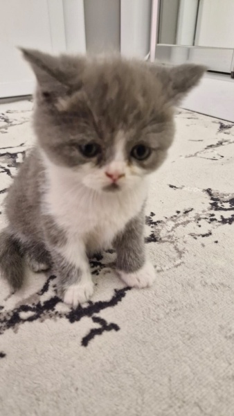 British Shorthair, Kedi isimsizdir fotoğrafı