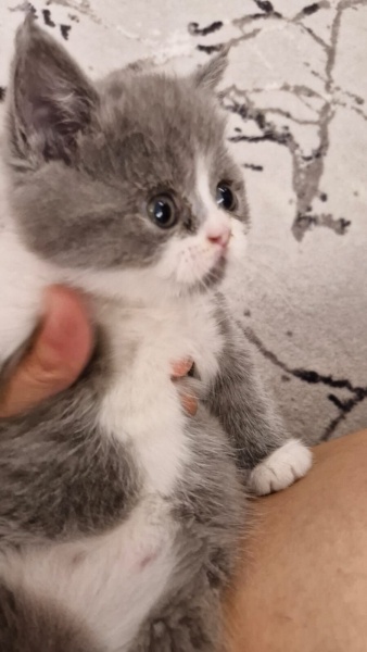 British Shorthair, Kedi isimsizdir fotoğrafı