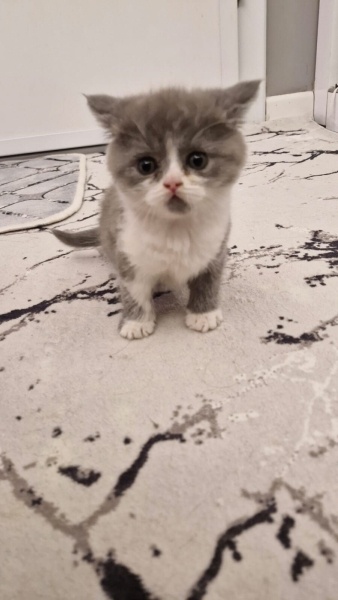 British Shorthair, Kedi isimsizdir fotoğrafı