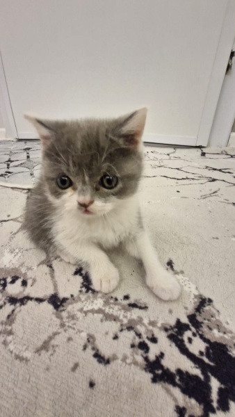 British Shorthair, Kedi isimsizdir fotoğrafı