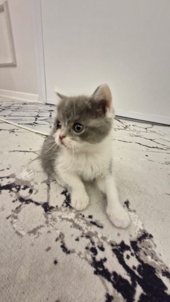 British Shorthair, Kedi isimsizdir fotoğrafı