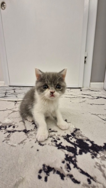 British Shorthair, Kedi isimsizdir fotoğrafı