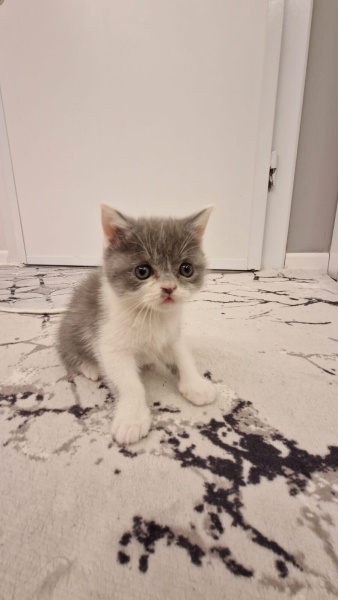 British Shorthair, Kedi isimsizdir fotoğrafı
