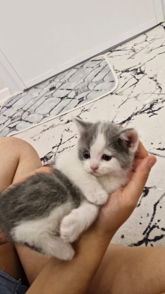 British Shorthair, Kedi isimsizdir fotoğrafı