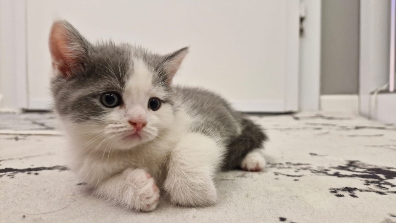 British Shorthair, Kedi isimsizdir fotoğrafı