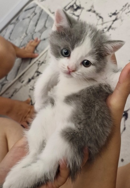British Shorthair, Kedi isimsizdir fotoğrafı