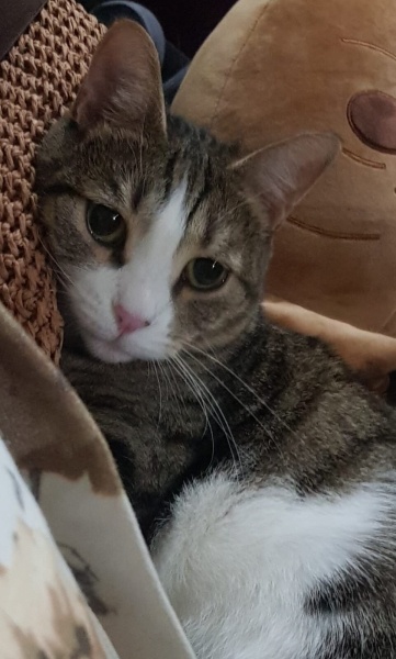 Tekir Kedi, Kedi  Luna fotoğrafı
