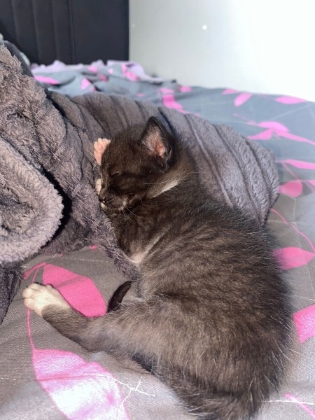 Tuxedo (Smokin) Kedi, Kedi gece fotoğrafı