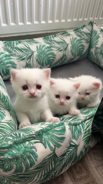 British Shorthair, Kedi Yeni ailelerini arıyorlar fotoğrafı