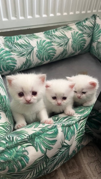 British Shorthair, Kedi Yeni ailelerini arıyorlar fotoğrafı