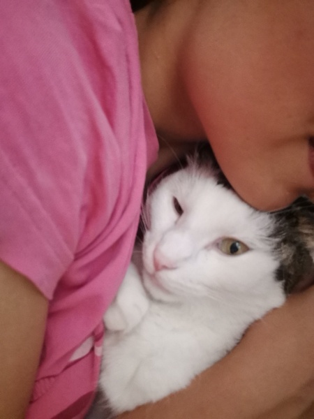 Tekir Kedi, Kedi Casgi fotoğrafı