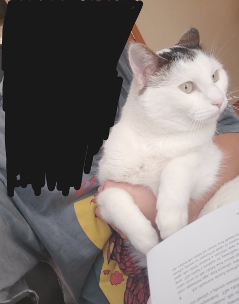 Tekir Kedi, Kedi Casgi fotoğrafı