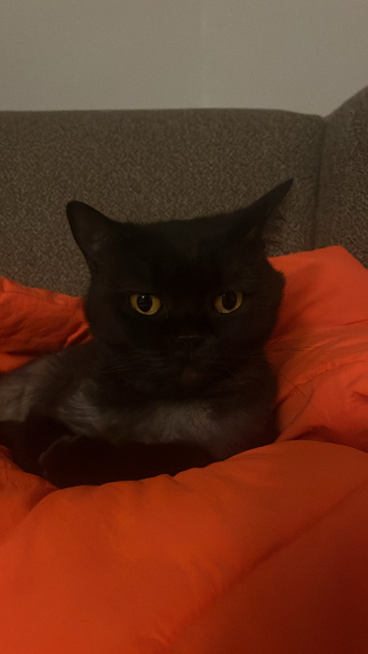 British Shorthair, Kedi  Miya fotoğrafı