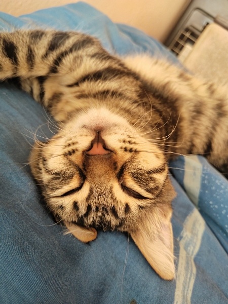 Tekir Kedi, Kedi  Eva fotoğrafı