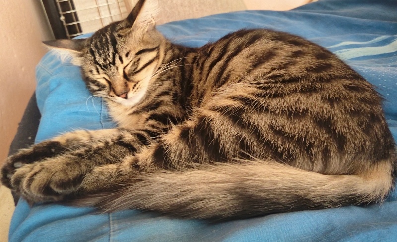 Tekir Kedi, Kedi  Eva fotoğrafı