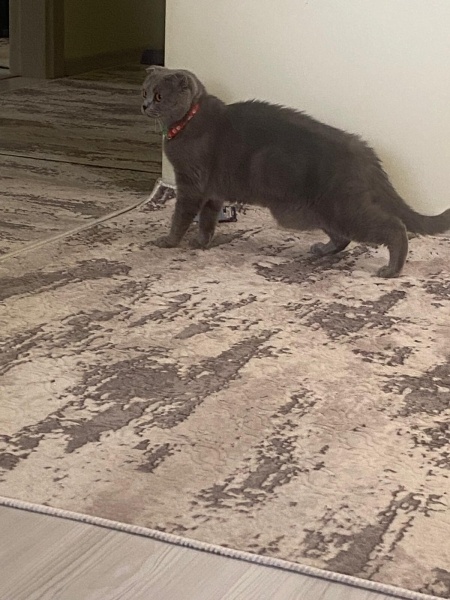 Scottish Fold, Kedi  Fıstık fotoğrafı