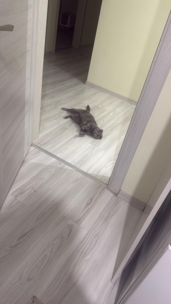 Scottish Fold, Kedi  Fıstık fotoğrafı