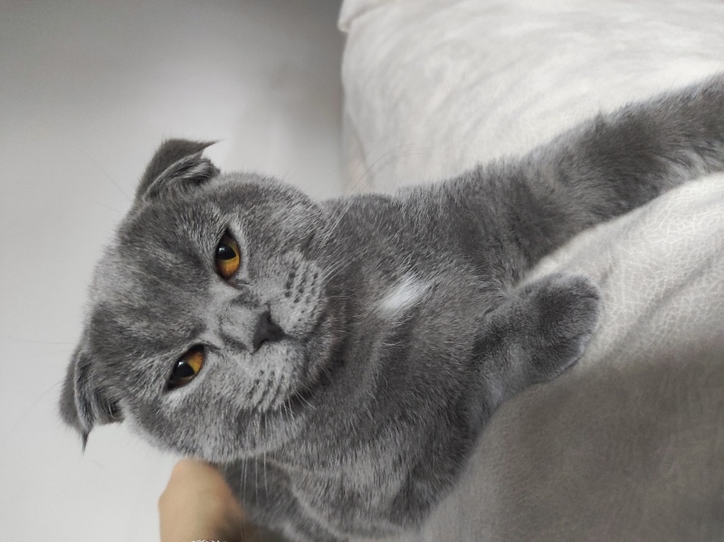 Scottish Fold, Kedi  Fıstık fotoğrafı