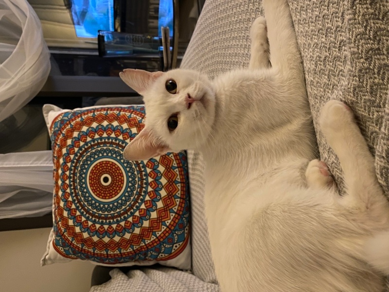 British Longhair, Kedi  Arya fotoğrafı