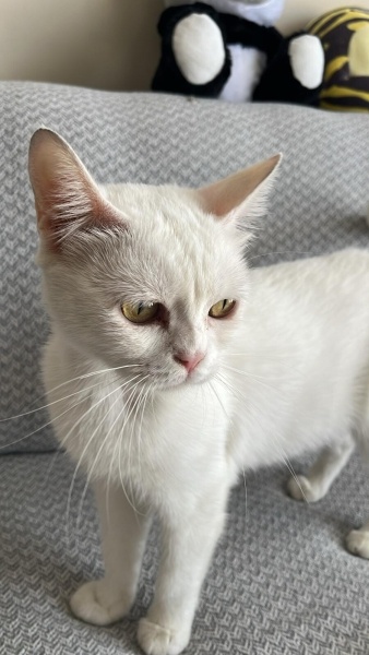 British Longhair, Kedi  Arya fotoğrafı