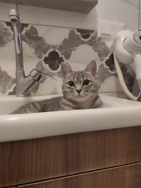 British Shorthair, Kedi Yumoş fotoğrafı