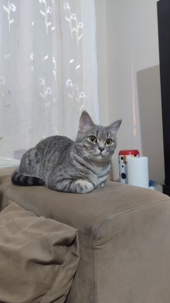 British Shorthair, Kedi Yumoş fotoğrafı