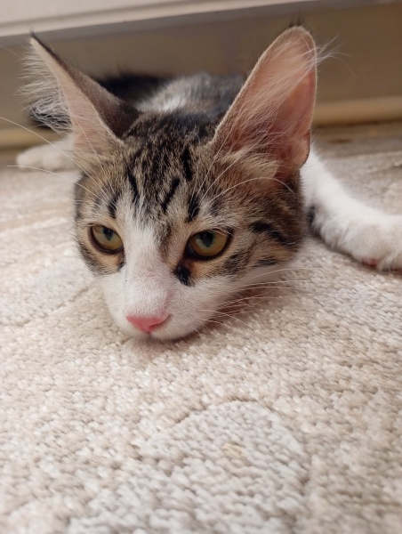 Tekir Kedi, Kedi Mişa fotoğrafı