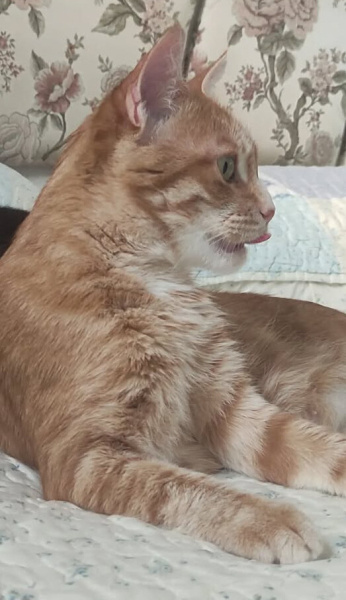 Sarman, Kedi Piraye fotoğrafı