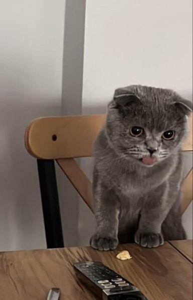 Scottish Fold, Kedi Civata fotoğrafı