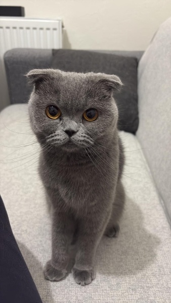 Scottish Fold, Kedi Civata fotoğrafı