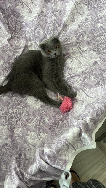 Scottish Fold, Kedi Civata fotoğrafı