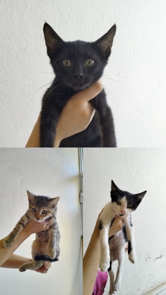 Tekir Kedi, Kedi Yavru kediler ücretsiz sahiplendirilicek fotoğrafı